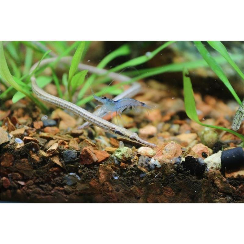 Doryichtys martensii - imagine 3